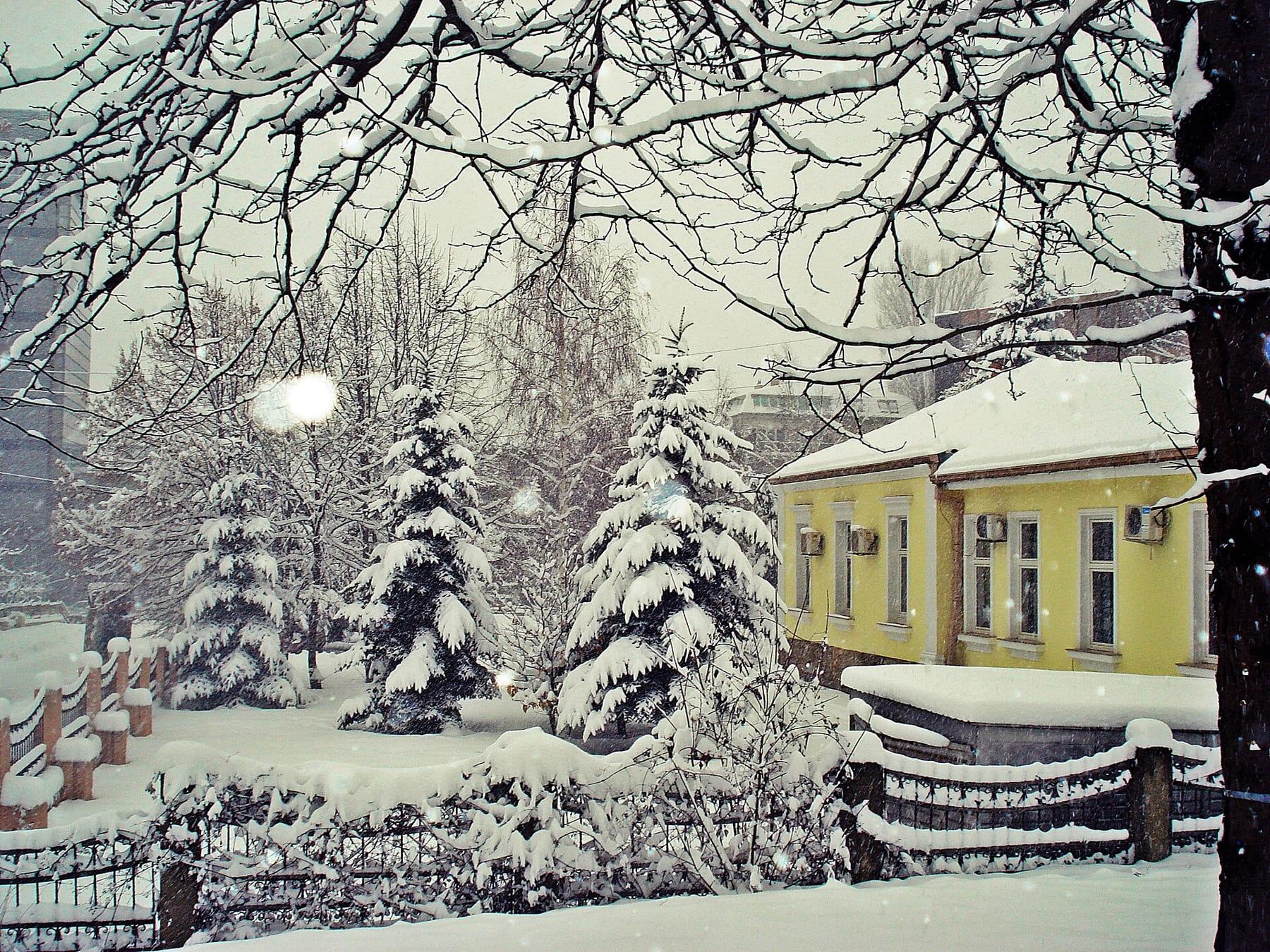 The yellow rectorate building and snow-covered firs.