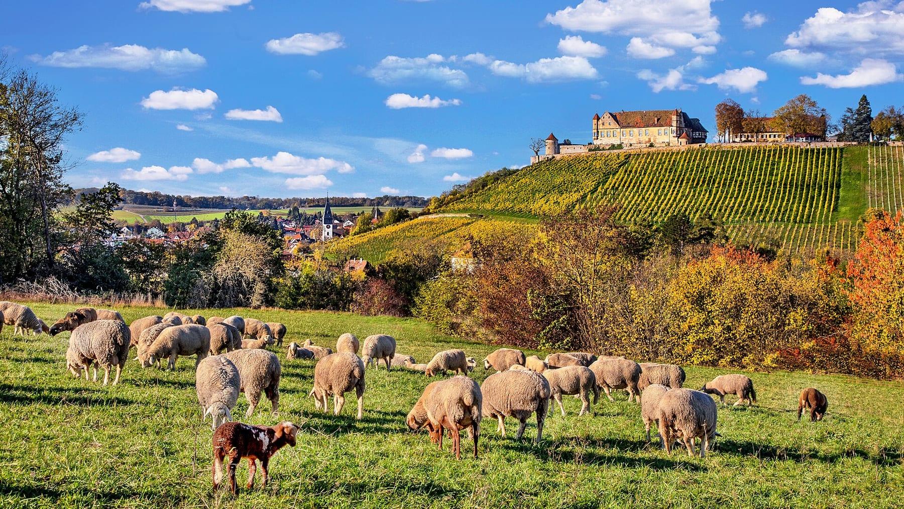 Flock of sheep in a meadow, vineyards and the castle on the hill above the village.