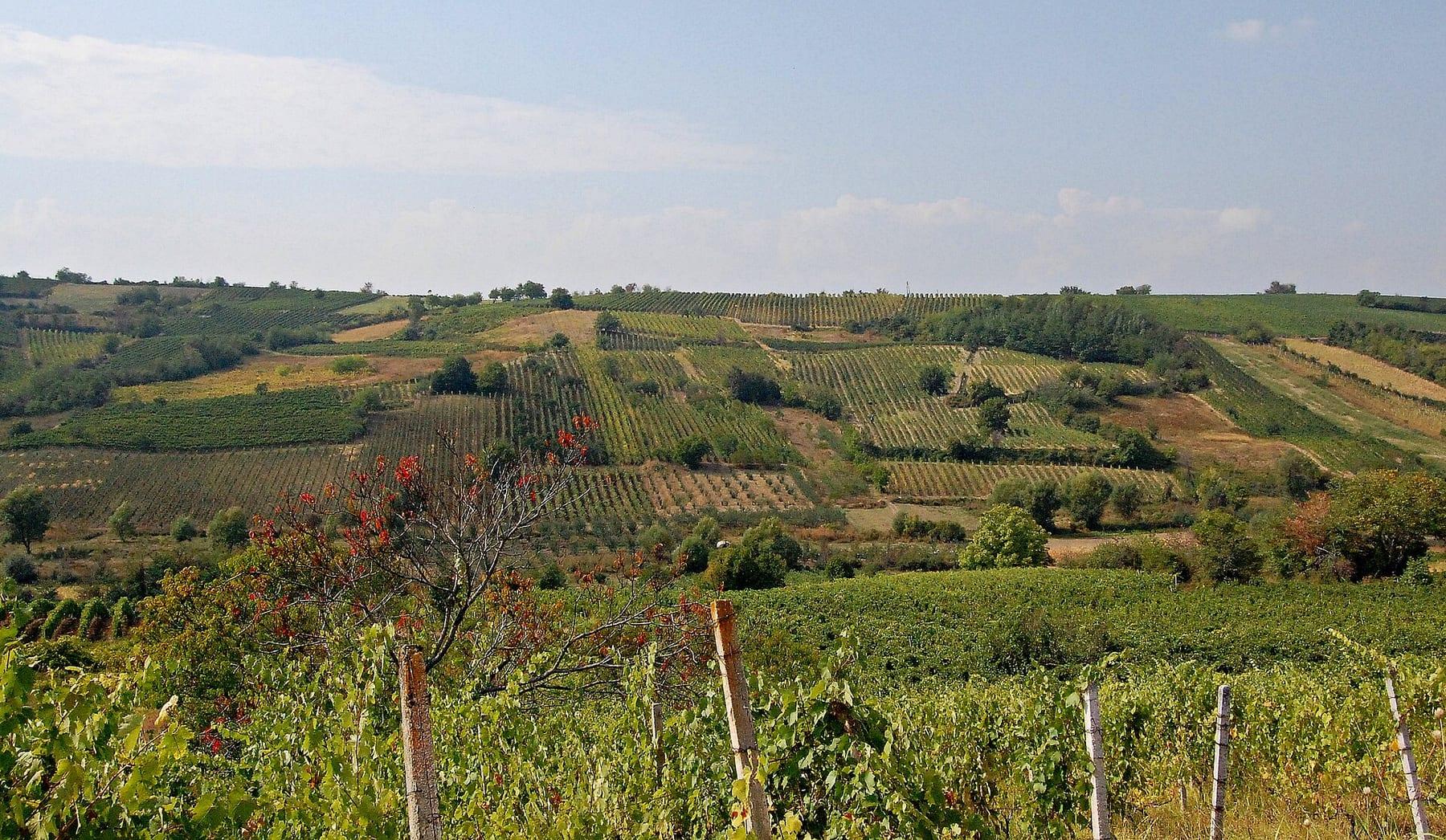 Rolling hills covered with vineyards.